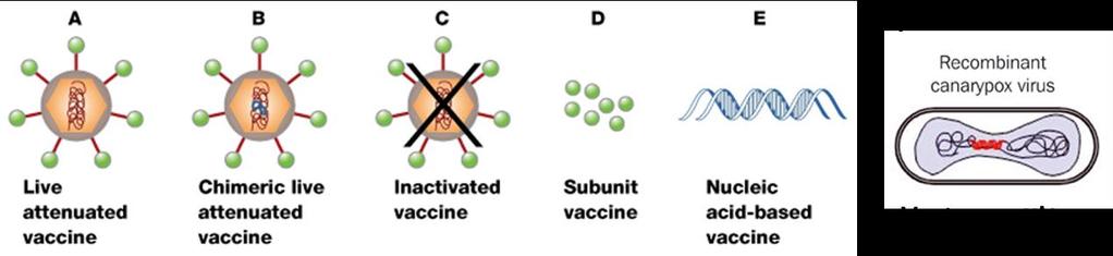 Advances in veterinary vaccinology Science behind animal vaccines changed little until ~25 years ago First genetically engineered vaccines were developed and licensed PRV gene-deleted virus vaccine