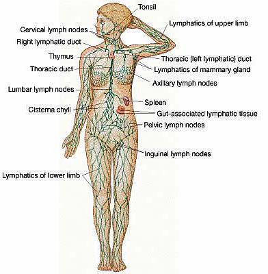 The Lymphatic System network of tissues, organs and vessels that help to maintain the body s fluid balance & protect it from pathogens lymphatic vessels, lymph nodes, spleen, thymus, tonsils, etc