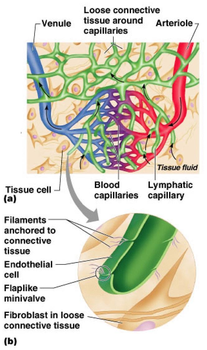 Lymph Lymph is a clear watery fluid that resembles blood plasma but: has fewer proteins its composition varies depending on organs that it drains the lymphatic system handles 125 ml/hr (2500-2800 ml