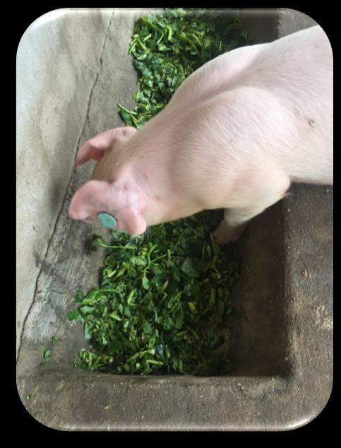 SWINE RESEARCH IN CAMBODIA Objective: Evaluate restricted feeding level and morning glory on growth performance of pigs.