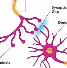 There is a gap between neurons.