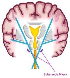 INTENTIONAL SYSTEM Pyramidal System Information travels from the cortex to the brainstem and spinal cord.