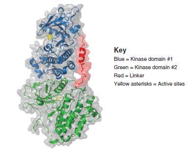 EGFR-KDD kinase domains (GLY