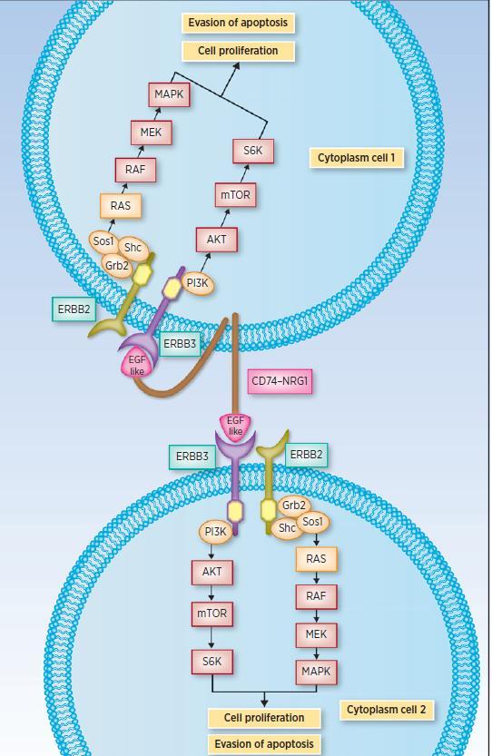 CD74- NRG1 Fusion Activation of HER3-HER2