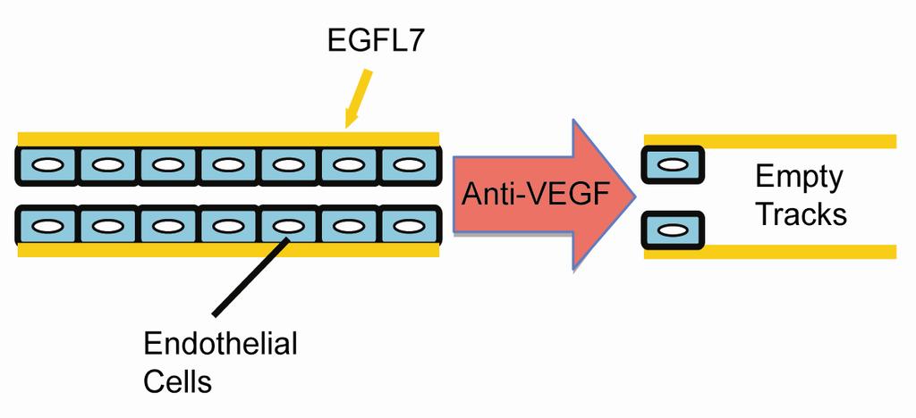 Epidermal Growth Factor-Like-7: EGFL7 Tumor-enriched vascular