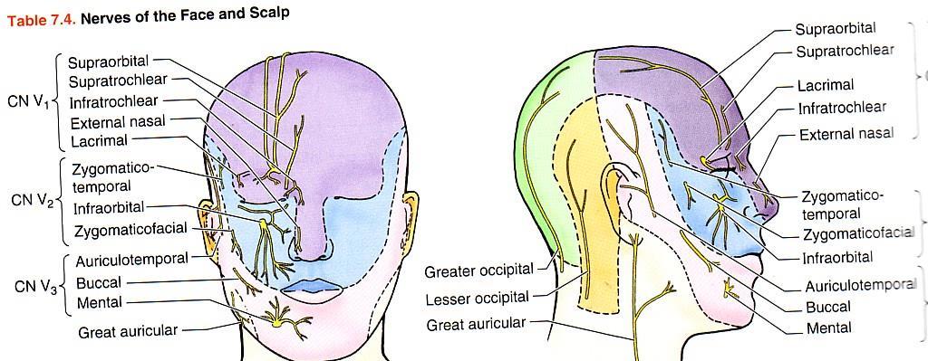 (posterior, middle & anterior superior