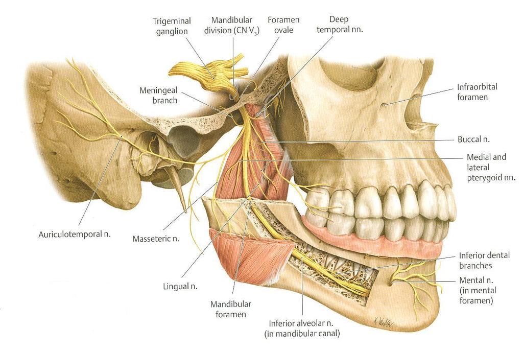 MANDIBULAR (MIXED) SENSORY BRANCHES: 1. Lingual: receives General sensations from anterior 2/3 the of tongue. 2. Inferior alveolar: supplies Lower teeth, gums & face. 3.