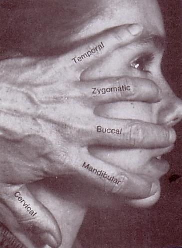 Muscular branches to posterior belly of digastric & stylohyoid.