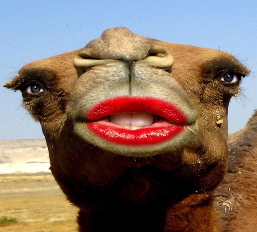 Camel Test Camel Effect How was that Was it difficult to keep