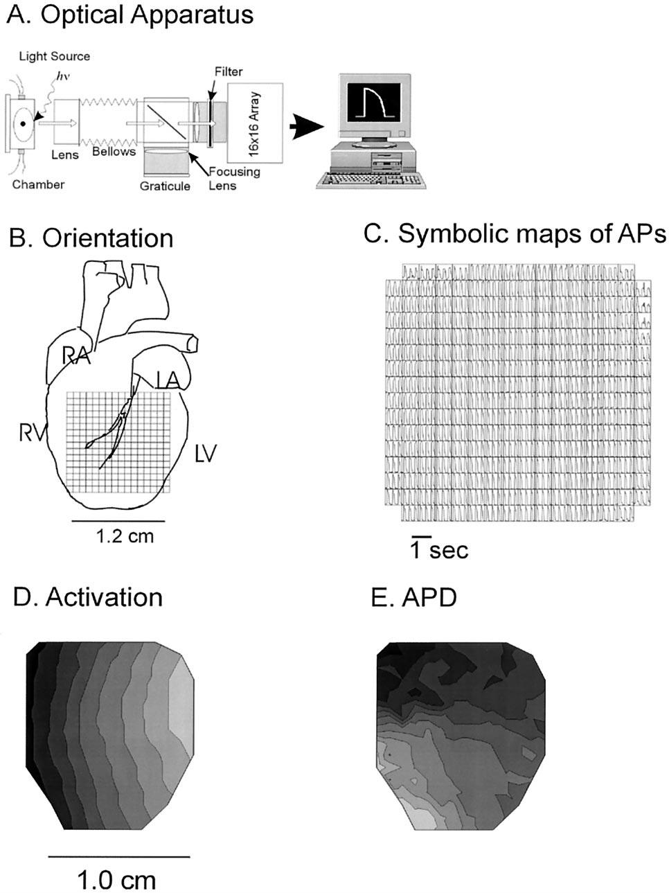 Choi et al Figure 1. Schematics of optical apparatus.