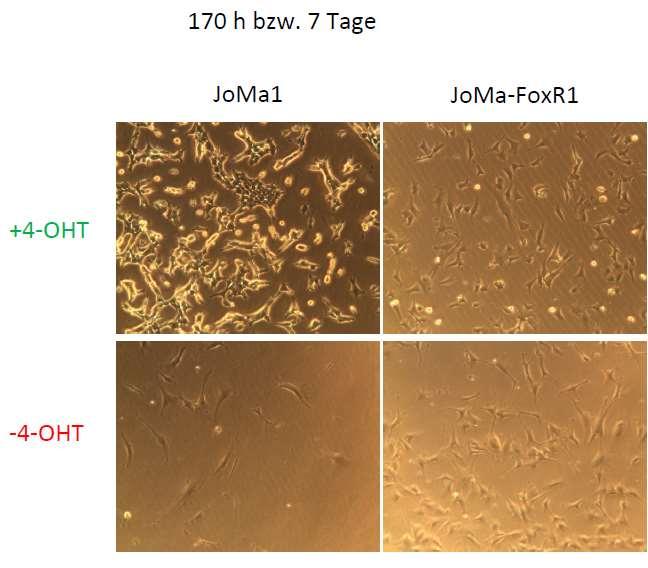 FOXR1 causes growth maintenance in non malignant