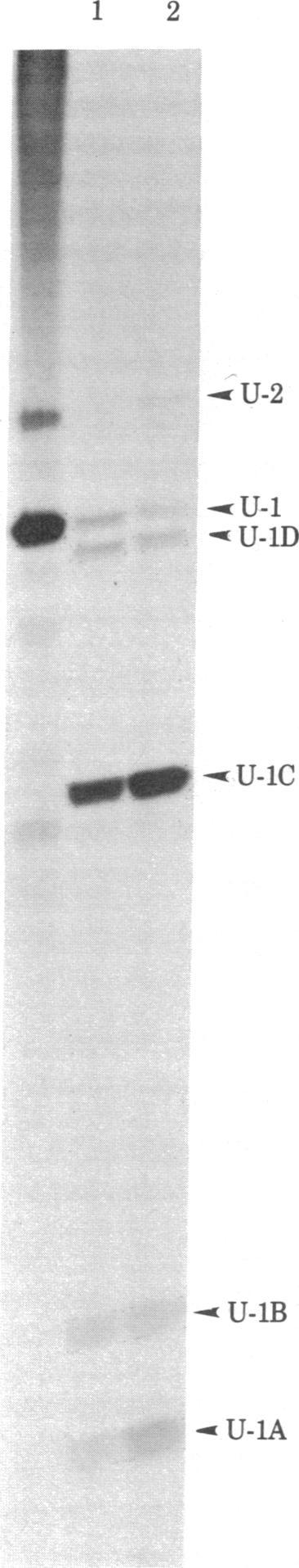 RESULTS n autoradiograph of a % polyacrylamide gel on which RN from the Pansorbin-treated pellets was separated is shown in Fig.