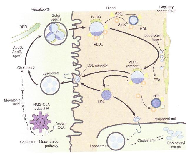 Fibrate (gemfibrozil) MOA: increased expression of transcription factor (PPAR) Hepatocyte B100