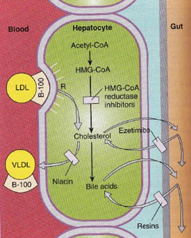 Binding Resins (cholestyramine) Decrease enterohepatic circulation of bile salts 10-fold increase in bile salt production (leading to cholesterol