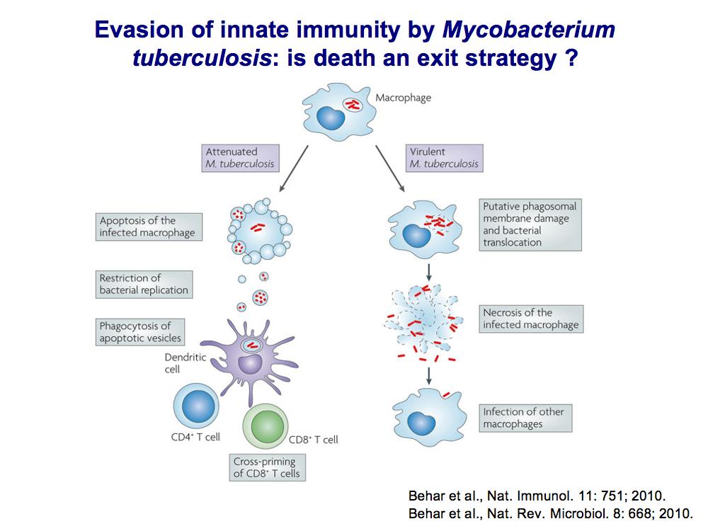 Evasion of innate immunity by M.