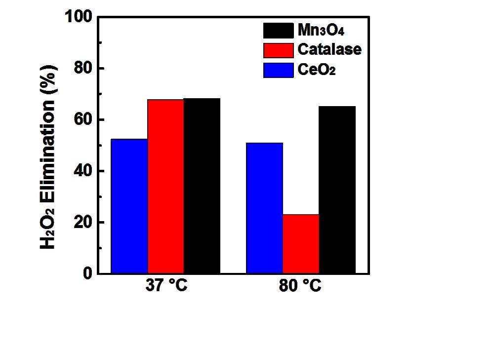 Figure S10. H 2 O 2 elimination efficiency of Mn 3 O 4 NPs, CeO 2 NPs, and natural SOD pretreated at 37 C and 80 C.