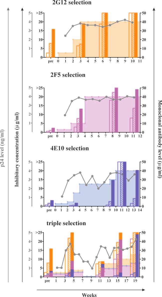 VOL. 81, 2007 ESCAPE FROM NEUTRALIZING ANTIBODIES 8799 FIG. 2. Representative profile of in vitro selection experiments performed with MAbs 2G12, 2F5, and 4E10.