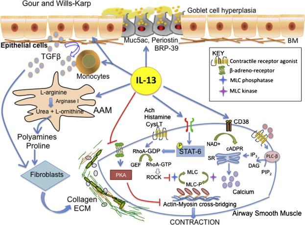 IL-4 and IL-13 signaling in allergic airway disease
