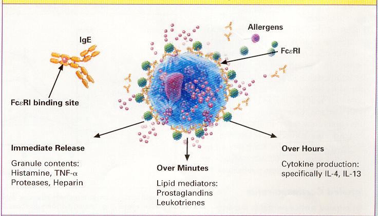 Anti-IgE (Omalizumab, Xolair): Humanized monoclonal anti-ige antibody Omalizumab: Analysis