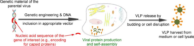 Virus like particle (VLP) Picchia pastoris yeast cell Vacher et al 2012 Developed in