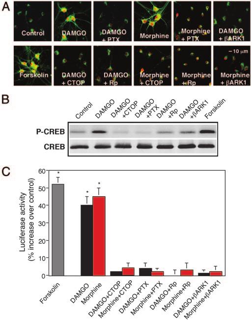 Herpes simplex virus (HSV) vectors expressing antisense RNA were created by cloning antisense oligonucleotides into HSVLacZ vector under control of mouse U6 polymerase III promoter.