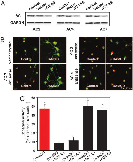 Fig. 5. Ad5AGS3 AS eliminates heroin-seeking behavior in rats. AS for AGS3 (Ad5AGS3 AS, 2 l per side, 10 12 plaque-forming units ml) was infused into the core or the shell of the NAc.
