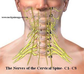 Anatomy of the Cervical spine The neck begins at the base of the skull and through a series of seven vertebral segments connects to the thoracic spine (the upper back).