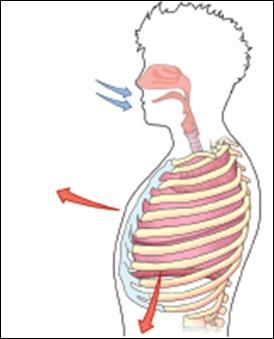 PULMONARY VENTILATION Inhalation Air enters Ribcage move upwards Diaphragm contracts When the diaphragm and intercostal muscles contract, the ribcage