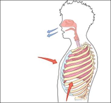 PULMONARY VENTILATION Exhalation Air exits Ribcage moves downwars Diaphragm relaxes When the diaphragm relaxes, it moves back upwards.