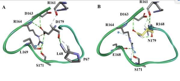 other beta-lactams flexible / mobile Disrupted salt bridge between D179 - R164 Change to