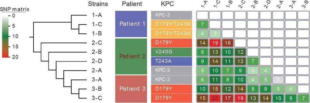 Emergence of ceftazidime-avibactam resistance due to plasmid-borne bla KPC-3 mutations during treatment of carbapenem-resistant K.