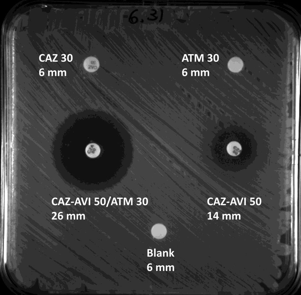ATM placed directly on the CAZ-AVI disk to evaluate synergy in E.