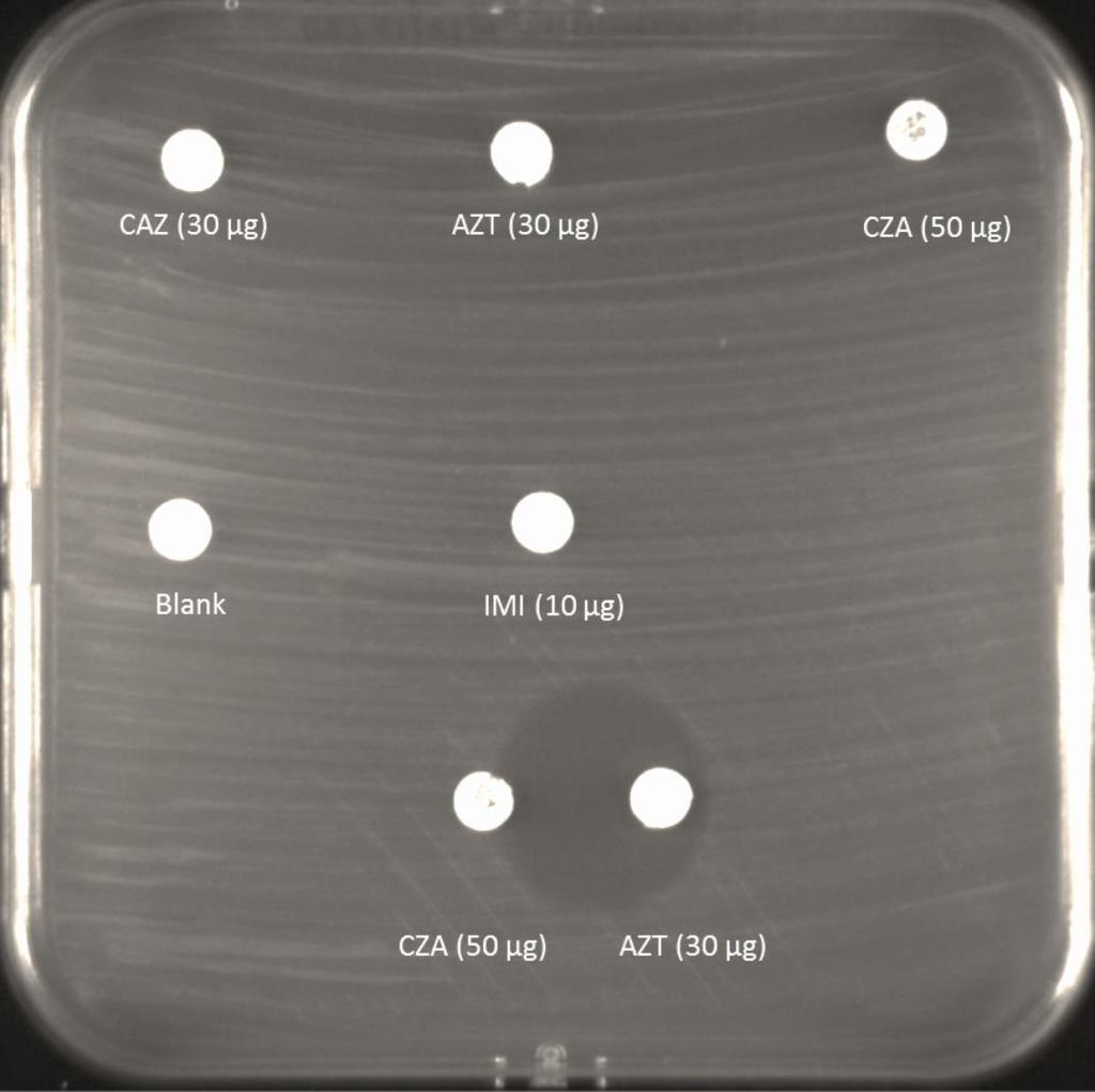 Stenotrophomonas L1 and L2 Disk diffusion susceptibility testing of the MDR S. maltophilia isolate in MH agar.
