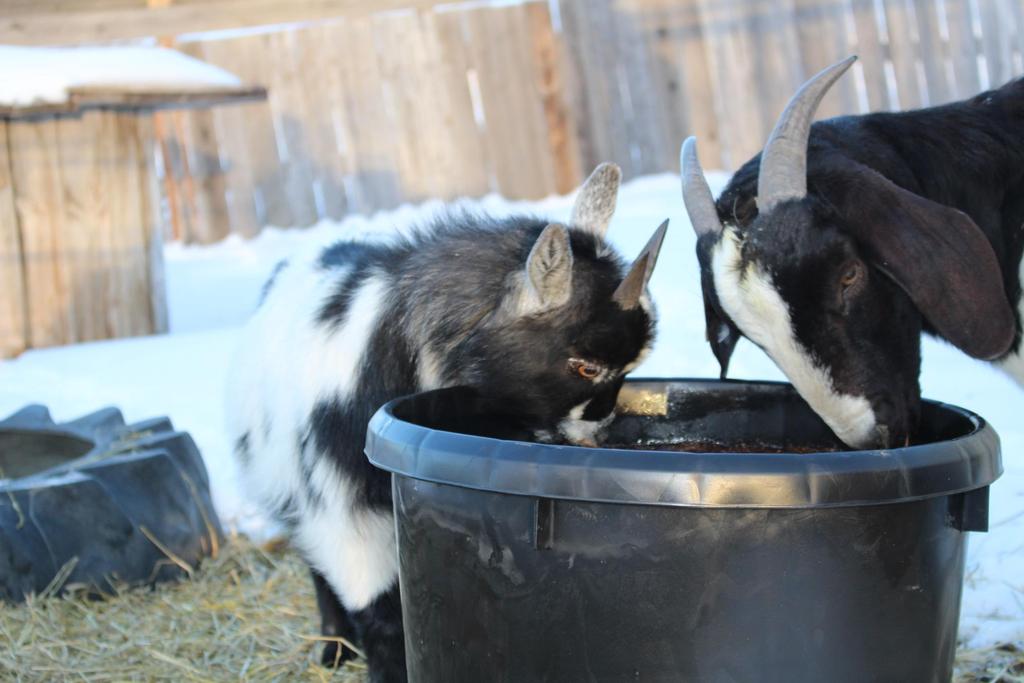 OLS TUBS GOAT & KIDDING PROGRAMS The best high energy, ALL NATURAL protein supplement designed for goats with little to no waste.
