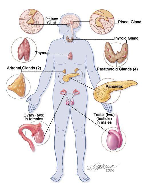 Overview Endocrinology and VHL: The adrenal and the pancreas LAUREN FISHBEIN MD, PHD UNIVERSITY OF COLORADO SCHOOL OF MEDICINE DIVISION OF ENDOCRINOLOGY, METABOLISM AND DIABETES DIVISION OF