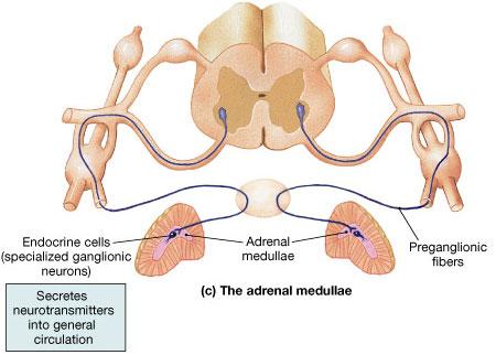 Adrenal Medulla Adrenal medulla hormones Also called adrenaline (TH) (PNMT) Rate limiting step Upregulated by cortisol Medulla is like a nerve