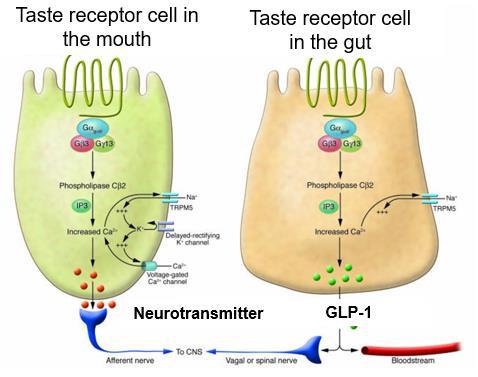 Taste receptor signaling Taste receptors are not only in the oral cavity!
