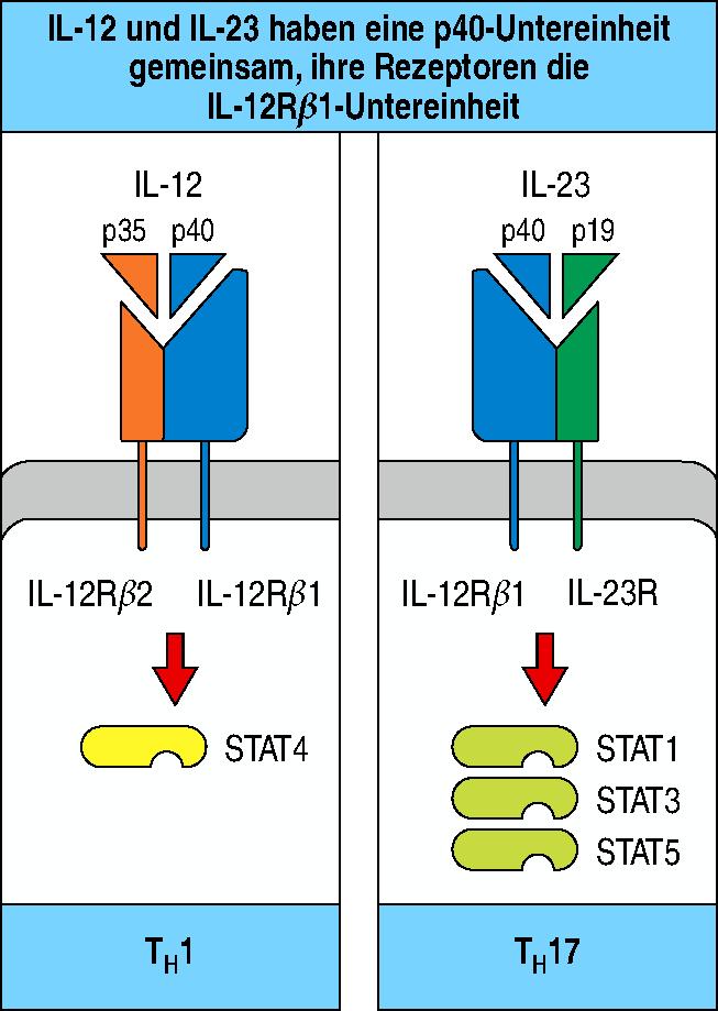 Cytokines IL-12 and IL-23 share subunits - Both cytokines augment the activity and proliferation of the CD4 subsets that express receptors for them - T H 1-cells express