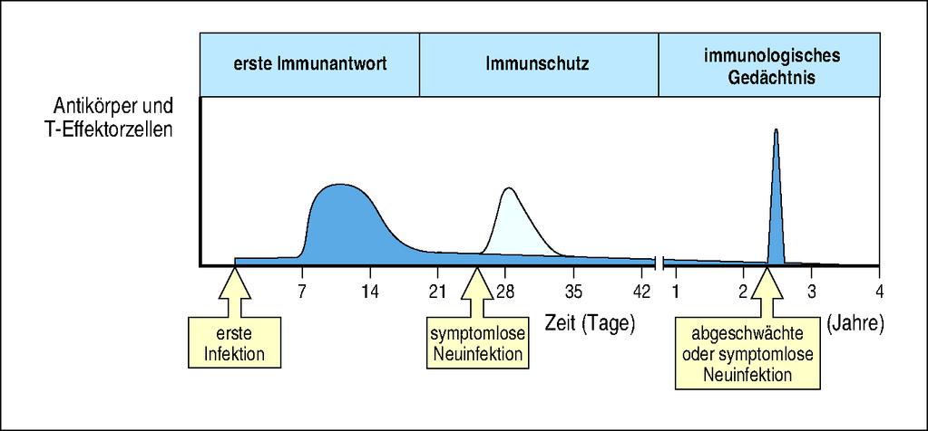 Protective immunity (immunological memory) After first infection with the pathogen where are pathogen specific antibodies and effector-t cells are