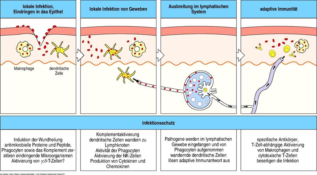 Protection against infection stages of infection 1. Attachment on epithelial cells and infection 2.