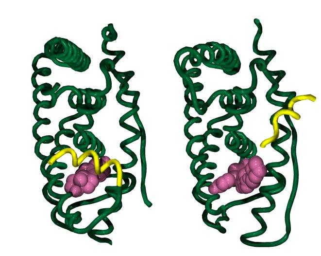 Tamoxifen: binding to The Estrogen Receptor ERα AF-1 DBD LBD/AF-2
