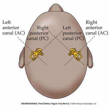 In addition to static head position sense, the macular organs play a pivotal role in detecting linear acceleration. For example, sitting in a car or airplane during takeoff (i.e., acceleration) will cause the otolithic membrane to slide backwards, which in turn deflects the stereocilia of the hair cells.