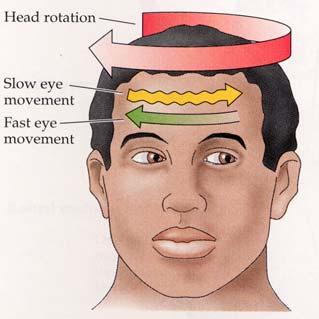 coordination with head movements to maintain visual fixation.