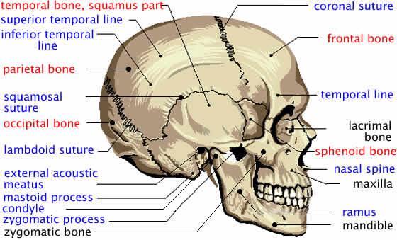 Gross Anatomy: Protection and Sustenance of the Brain The Skull