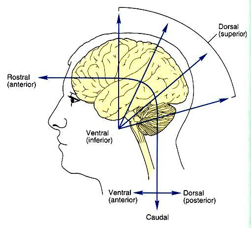 Navigating the Central Nervous System Directions of Orientation in the CNS Anterior: Toward the front or front end Posterior: Toward the back or back end