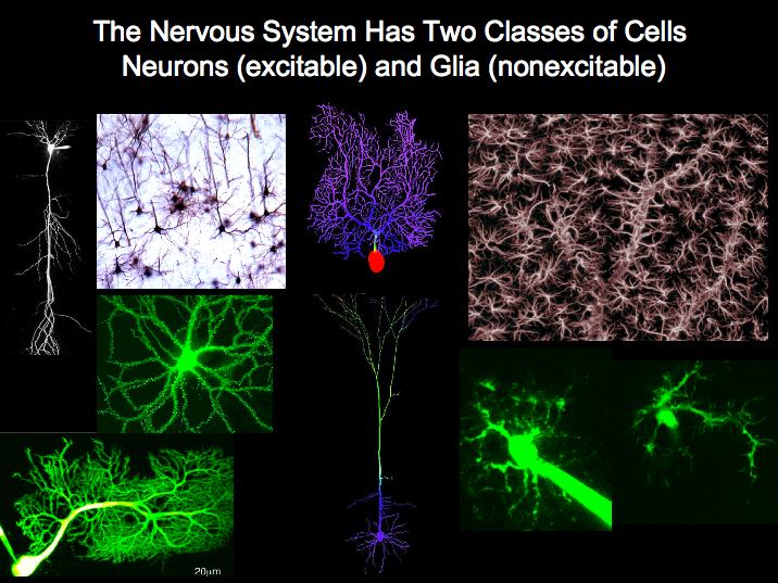 general classes of cells: