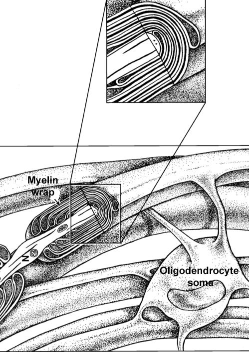 roll Myelin rolled up in cross-section