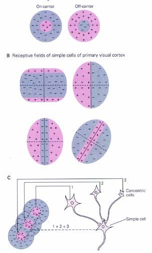 Cortical cells are