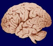 V1 is located in the occipital lobe.