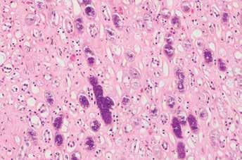 PEER REVIEWED > 0.5 in dogs indicates renal proteinuria.